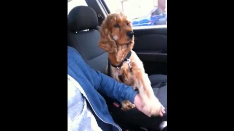 Tom le petit chien peureux qui tient la main de son maître en voiture (capture d'écran YouTube)