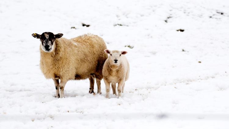 Les moutons écossais ont souffert de la neige.
