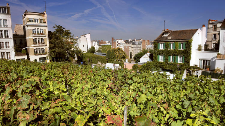 L'Ile-de-France compte aujourd'hui une dizaine d'hectares de vignes, comme ici à Montmartre. 