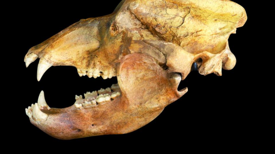 Crâne d’ours des cavernes. Ursus speleus ; Cénozoïque, Pléistocène supérieur, Europe central, vendu 6,875 EUR.
