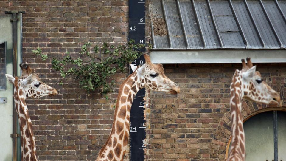 Les girafes ont leur propre instrument de mesure qui grimpe à plus de 5m de haut.