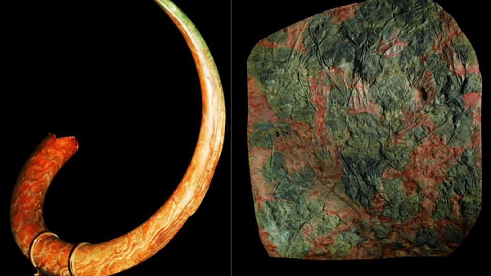 Grand fossile de défense de mammouth en ivoire, vendu 24,750 EUR,. Importante dalle murale de crinoïdes syphocrinites elegans, vendu 29,550 EUR.