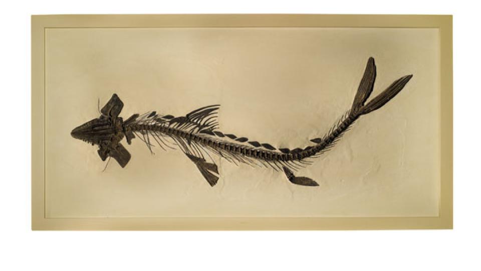 Rare poisson préhistorique prédateur carnivore « Cimolichthys Nepaholica » ; Crétacé tardif, vendu 24,750 EUR.