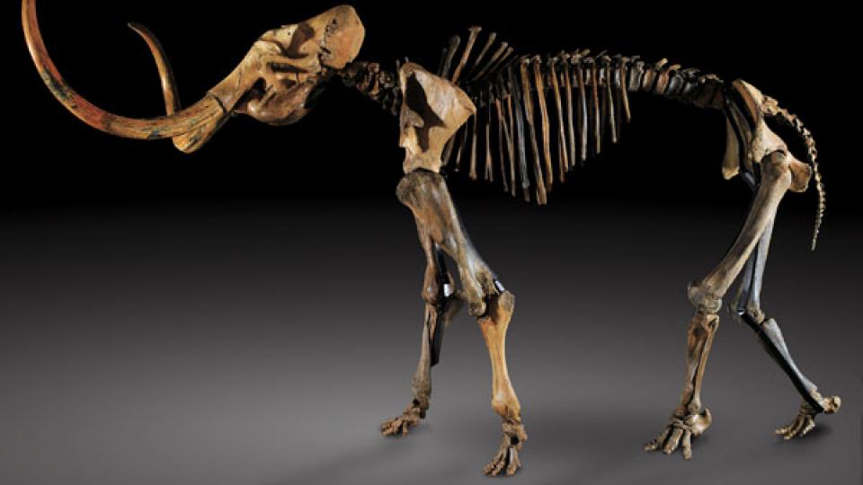 La star, cette fois, est un mammouth. Un rare squelette complet de plus de trois mètres de haut, originaire de Sibérie, avec deux impressionnantes défenses, vendu 240,750 EUR.