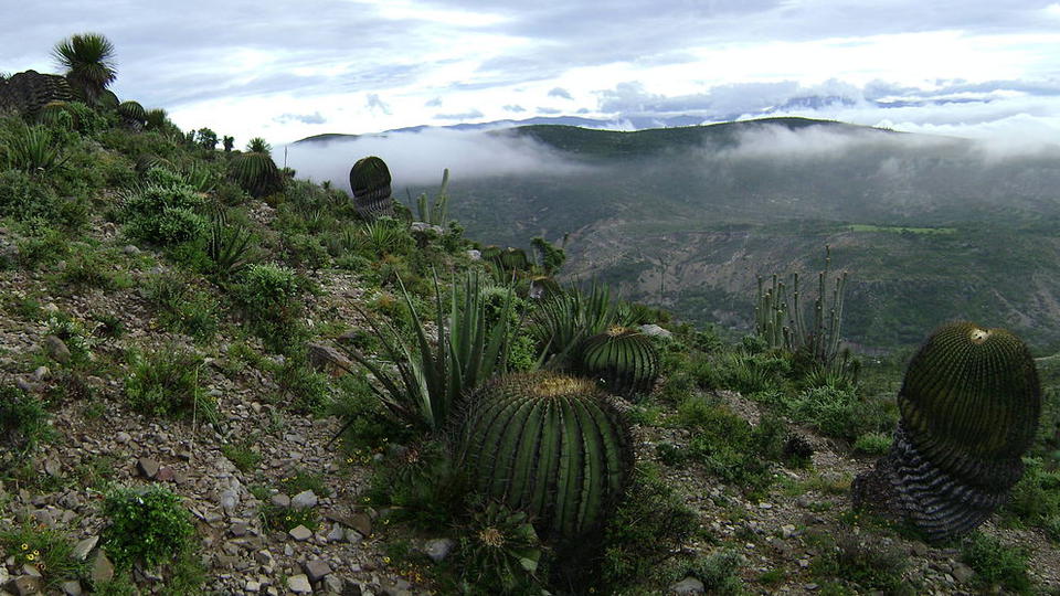 Vallée de Tehuacán-Cuicatlán, Mexique